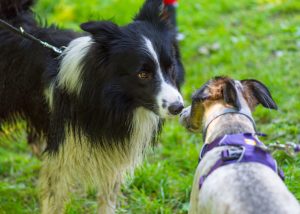 dogs meeting on leash