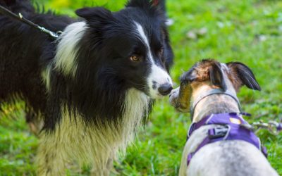 Life Beyond Leash Reactivity