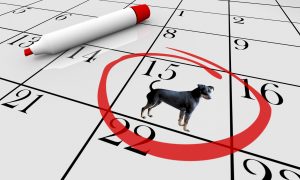 dog calendar