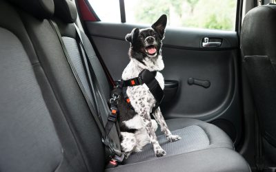 Stress-Free Car Travel with Your Dog