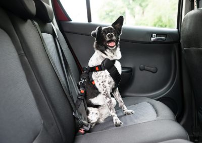 Stress-Free Car Travel with Your Dog