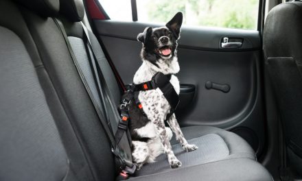 Stress-Free Car Travel with Your Dog