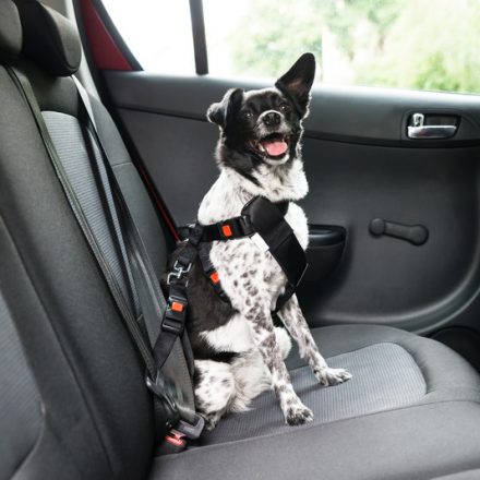 Stress-Free Car Travel with Your Dog