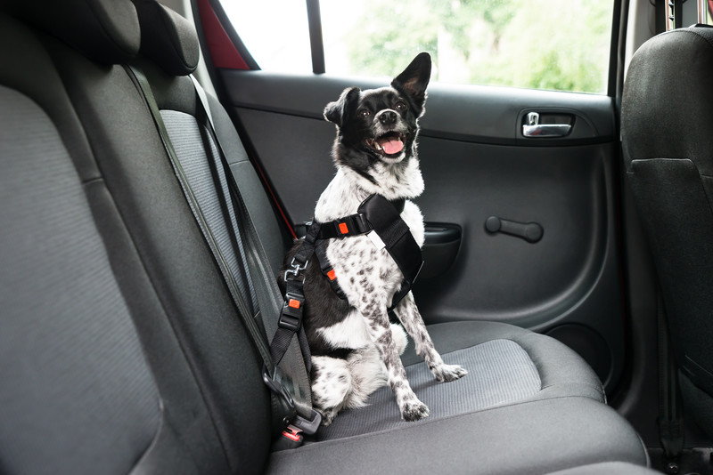 Stress-Free Car Travel with Your Dog