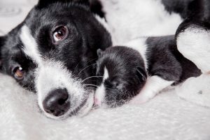 mother dog guarding puppy