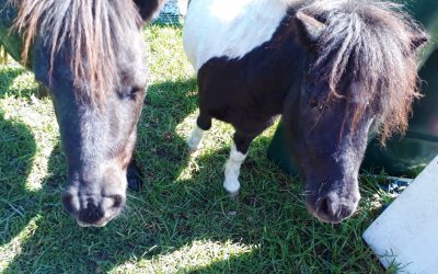 Tracking Equines