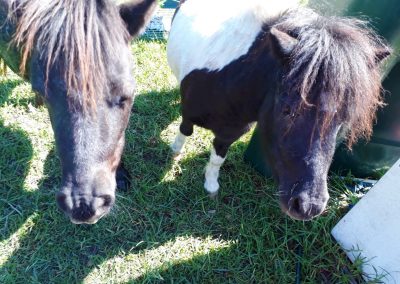 Tracking Equines