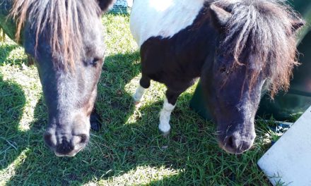 Tracking Equines