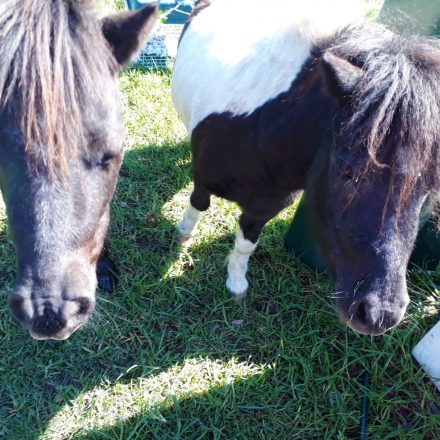 Tracking Equines