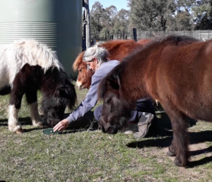 horses scent tracking