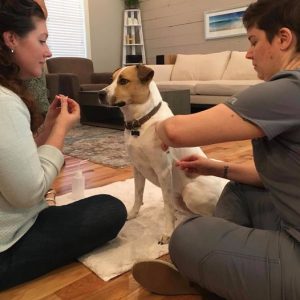 Animal shelter behavior volunteer training blood draw