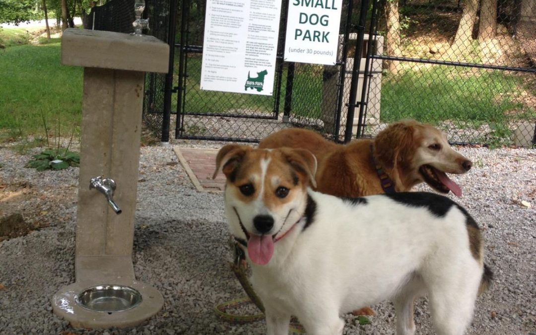 Dog Parks: The Good, the Bad, and the Reality