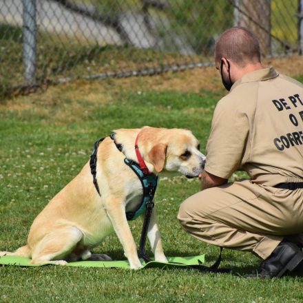 Saving Detainees and Dogs, One Life at a Time