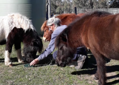 Tracking Equines