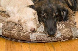 Two dogs sleeping on bed