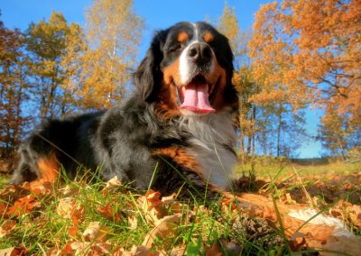 8 Pawsome Autumn/Fall Tips for Dog Guardians