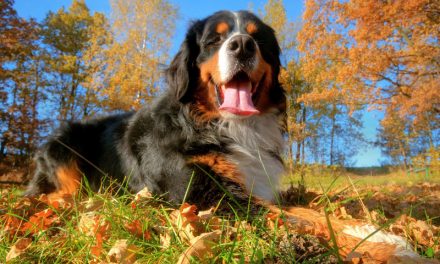 8 Pawsome Autumn/Fall Tips for Dog Guardians