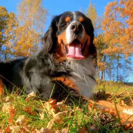 8 Pawsome Autumn/Fall Tips for Dog Guardians