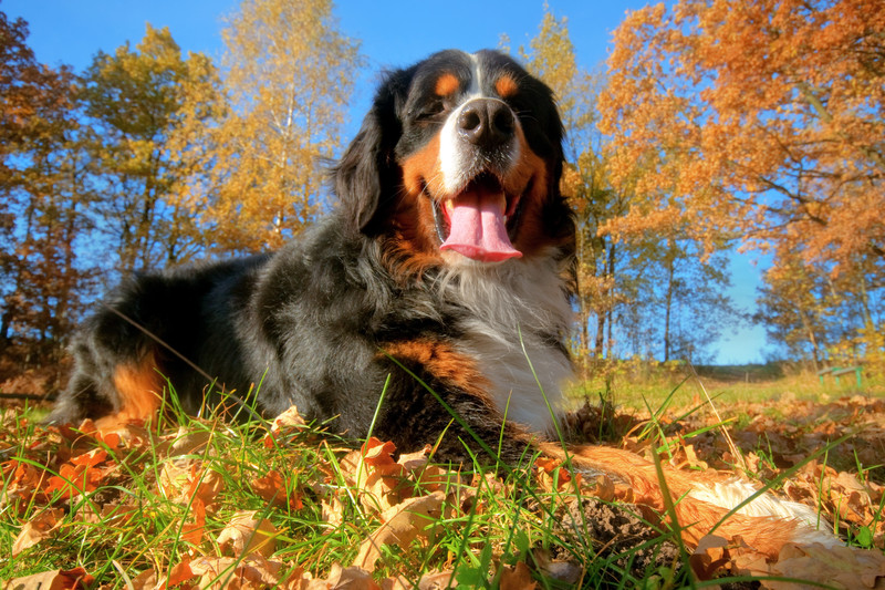 8 Pawsome Autumn/Fall Tips for Dog Guardians