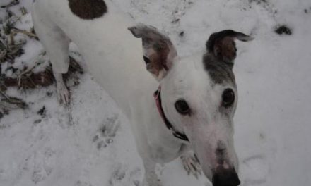 Good Kharma: Lessons from a Retired Greyhound