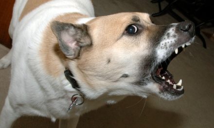 Managing an Aggressive,  Fearful, or Reactive Dog