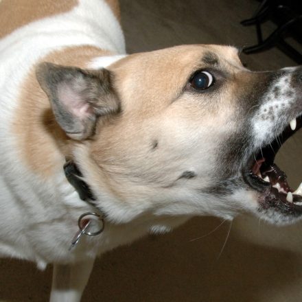 Managing an Aggressive,  Fearful, or Reactive Dog