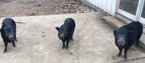 Three black rescue pigs