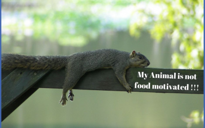 My Animal Is Not Food Motivated – AT ALL! [Your 9-point motivational checklist]