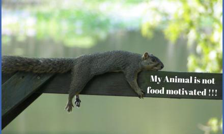 My Animal Is Not Food Motivated – AT ALL! [Your 9-point motivational checklist]