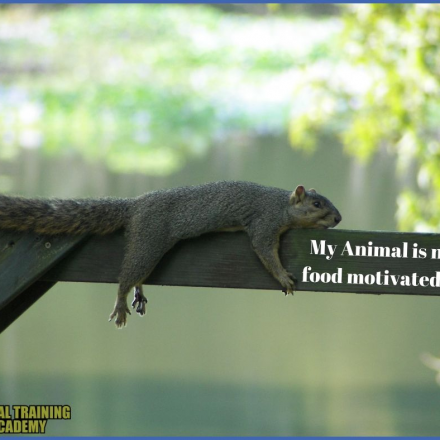 My Animal Is Not Food Motivated – AT ALL! [Your 9-point motivational checklist]