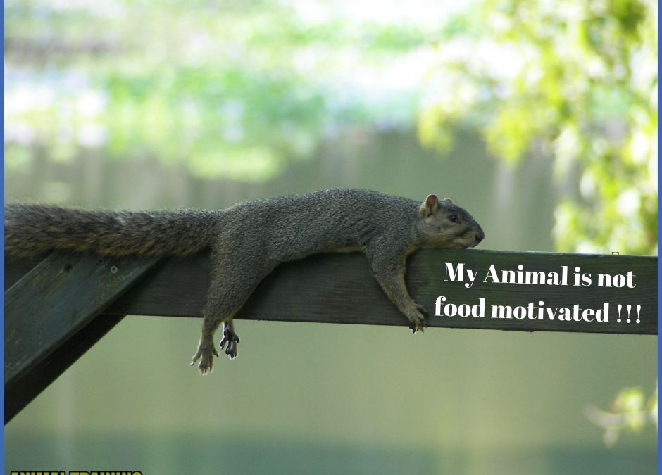 My Animal Is Not Food Motivated – AT ALL! [Your 9-point motivational checklist]