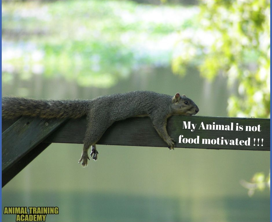 My Animal Is Not Food Motivated – AT ALL! [Your 9-point motivational checklist]