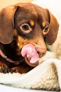 Brown puppy licking wool rug