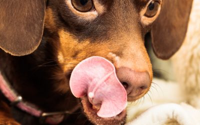 ­­Compulsive Eating in Dogs