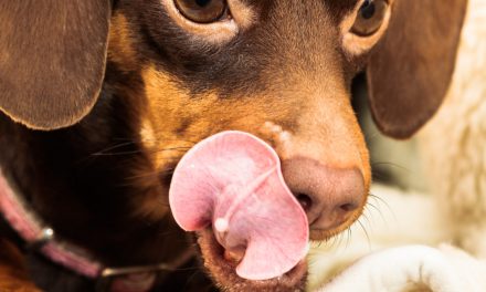 ­­Compulsive Eating in Dogs