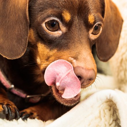 ­­Compulsive Eating in Dogs