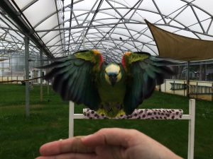 Blue fronted Amazon parrot in full flight