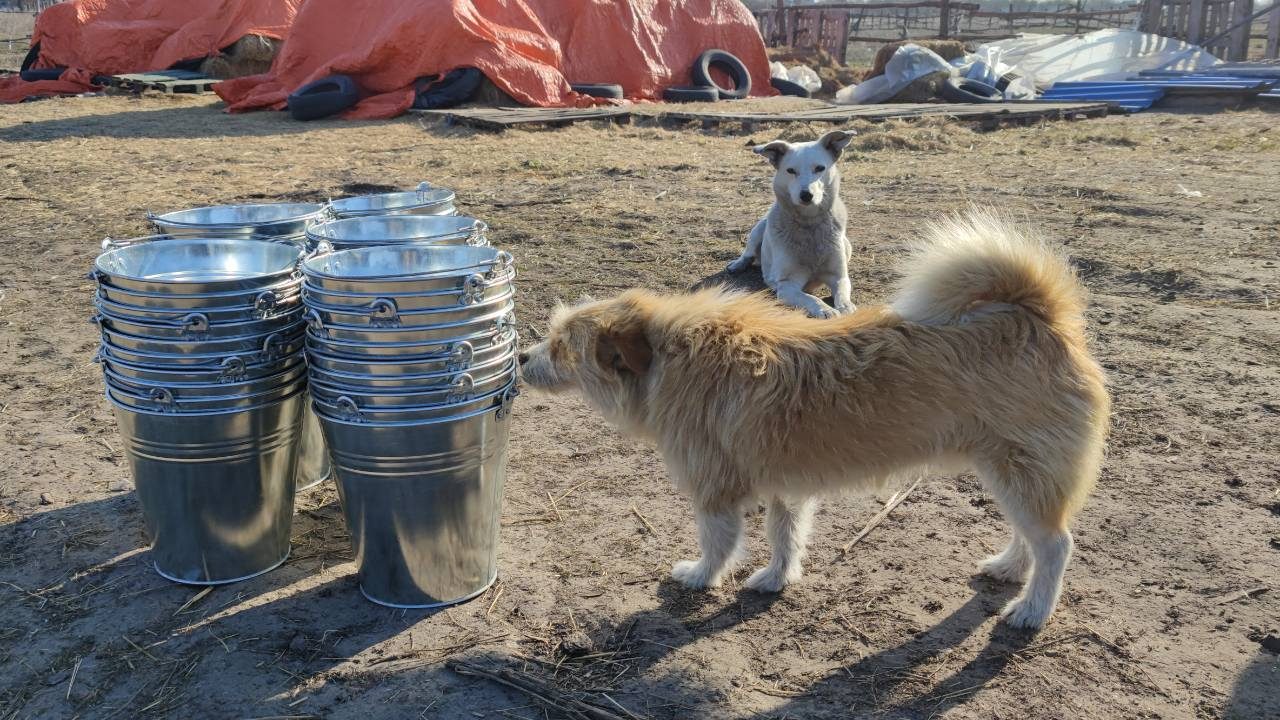 BARKS Podcast with Dr. Marina Bayeva: How You Can Help the Fundraiser for Ukrainian Animal Shelters