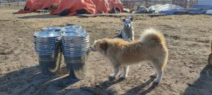 Helping Animals in Ukraine - New food bowls for the dogs in Sotnitskoe Animal Shelter