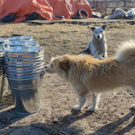 BARKS Podcast with Dr. Marina Bayeva: How You Can Help the Fundraiser for Ukrainian Animal Shelters