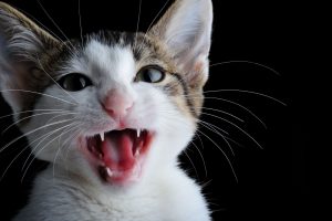 Tabby and white kitten meowing