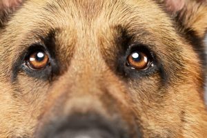 German Shepherd eyes close up