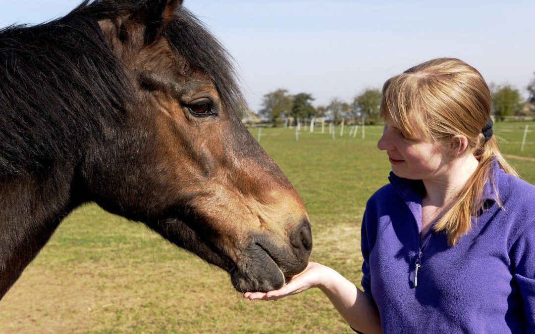 Developing Connections with Our Horses