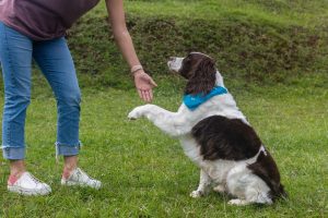 Springer spaniel giving trainer their paw