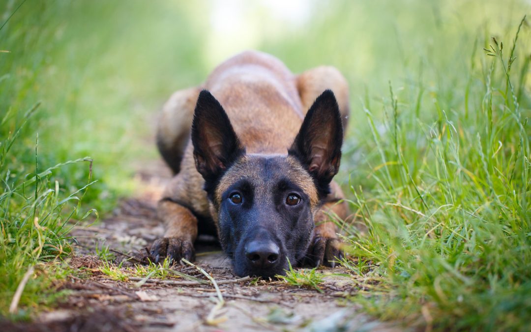 Punishment in Animal Training