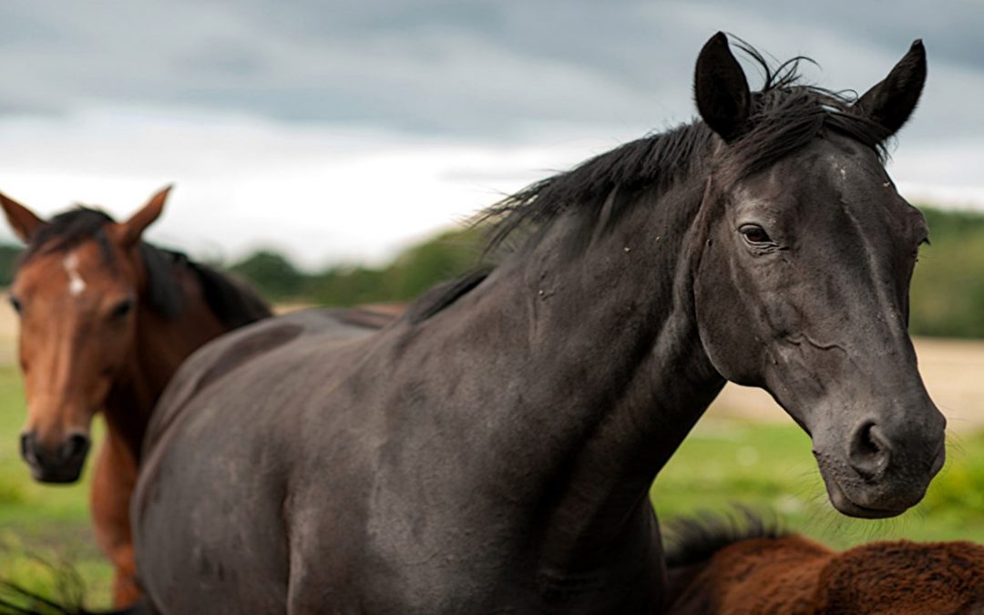 A Complete Guide to Equine Enrichment