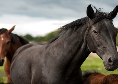 A Complete Guide to Equine Enrichment