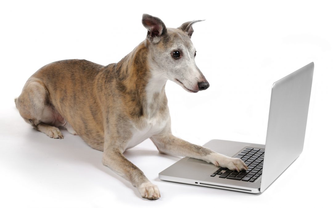 Ask the Experts: How to Run a Dog Training Business Online