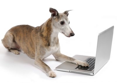 Ask the Experts: How to Run a Dog Training Business Online