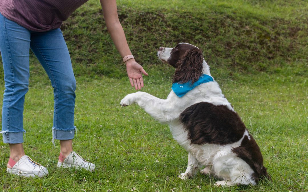 Building Your Client an Effective Pet Training Program